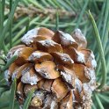 Pinus monophylla cone